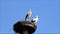 Pair storks, nest, springtime, summer, blue sky, copy space