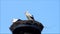 Pair Storks on nesting place against blue sky