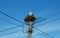 A pair of storks nests on power pole 3