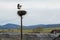 Pair of storks play in their nest above the pole