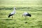 Pair of storks searching for food in the meadows