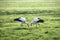 Pair of storks searching for food in the meadows