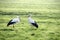 Pair of storks searching for food in the meadows