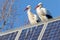 Pair of storks standing on a solar panel