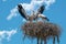 Pair of Storks with their three chicks