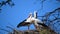 A pair of storks together in their nest