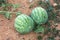 A pair of striped melons maturing in the bush of the melon plant