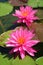 Pair of Stunning Hot Pink Nymphaea Miss Siam Hardy Waterlilies on the Green Pads