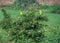 Pair of Stunning Plum-Headed Parakeets