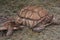 A pair of Sulcata tortoises