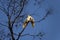 A pair of Sulphur-Crested Cockatoos (Cacatua galerita) expressing love