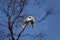 A pair of Sulphur-Crested Cockatoos (Cacatua galerita) expressing love