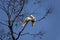 A pair of Sulphur-Crested Cockatoos (Cacatua galerita) expressing love