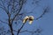 A pair of Sulphur-Crested Cockatoos (Cacatua galerita) expressing love