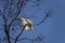 A pair of Sulphur-Crested Cockatoos (Cacatua galerita) kissing on the branch of a tree