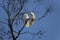 A pair of Sulphur-Crested Cockatoos (Cacatua galerita) perching on the branch of a tree