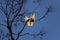 A pair of Sulphur-Crested Cockatoos (Cacatua galerita) perching on the branch of a tree