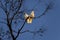 A pair of Sulphur-Crested Cockatoos (Cacatua galerita) perching on the branch of a tree