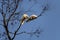 A pair of Sulphur-Crested Cockatoos (Cacatua galerita) perching on the branch of a tree