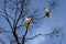 A pair of Sulphur-Crested Cockatoos (Cacatua galerita) perching on the branch of a tree