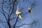 A pair of Sulphur-Crested Cockatoos (Cacatua galerita) perching on the branch of a tree