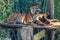 A pair of Sumatran tigers relaxing in an enclosure