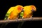 Pair of sun conures or parakeets