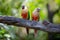 Pair of Sun Parakeets perched on a tree branch