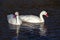 A pair of sunlit Coscoroba Swans