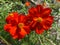Pair of Sunlit Orange Zinnia Flowers
