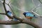 A pair of Superb Starling birds standing on the branches of a tree