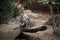 Pair of suricate (meerkat)