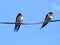A pair of swallows