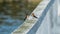 A pair of Swallows on a white fence