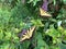 Pair of Swallowtail Butterflies in Summer