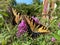 Pair of Swallowtail Butterflies in Summer in August