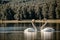 A pair of swans drifting peacefully on a summer lake