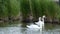 A pair of swans enjoying the sanctuary in love forever 3