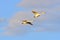 Pair of swans in flight