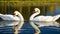 Pair of swans gracefully swimming on a glassy lake .