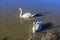 A pair of swans on the Grand Union canal at Debdale Whark, UK