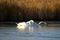 A pair of swans in a lake