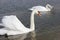 Pair of swans swims in the same direction