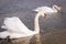 Pair of swans swims in the same direction