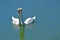 A pair of Swans on the water. A large and varied number of birds make lake Morton a home.