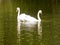 A pair of swans. The whistling swan is the national symbol of Denmark.