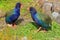 A pair of takahe, endangered New Zealand flightless birds