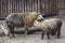 A pair of Takin animals, Budorcas taxicolor tibetana, stand in the zoo`s enclosure. Wildlife, mammals