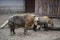 A pair of Takin animals, Budorcas taxicolor tibetana, stand in the zoo`s enclosure. Wildlife, mammals