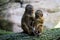 A Pair of Talapoin Monkeys